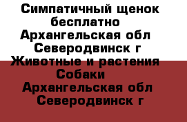 Симпатичный щенок бесплатно - Архангельская обл., Северодвинск г. Животные и растения » Собаки   . Архангельская обл.,Северодвинск г.